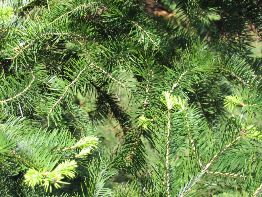 Abies sachalinensis кора