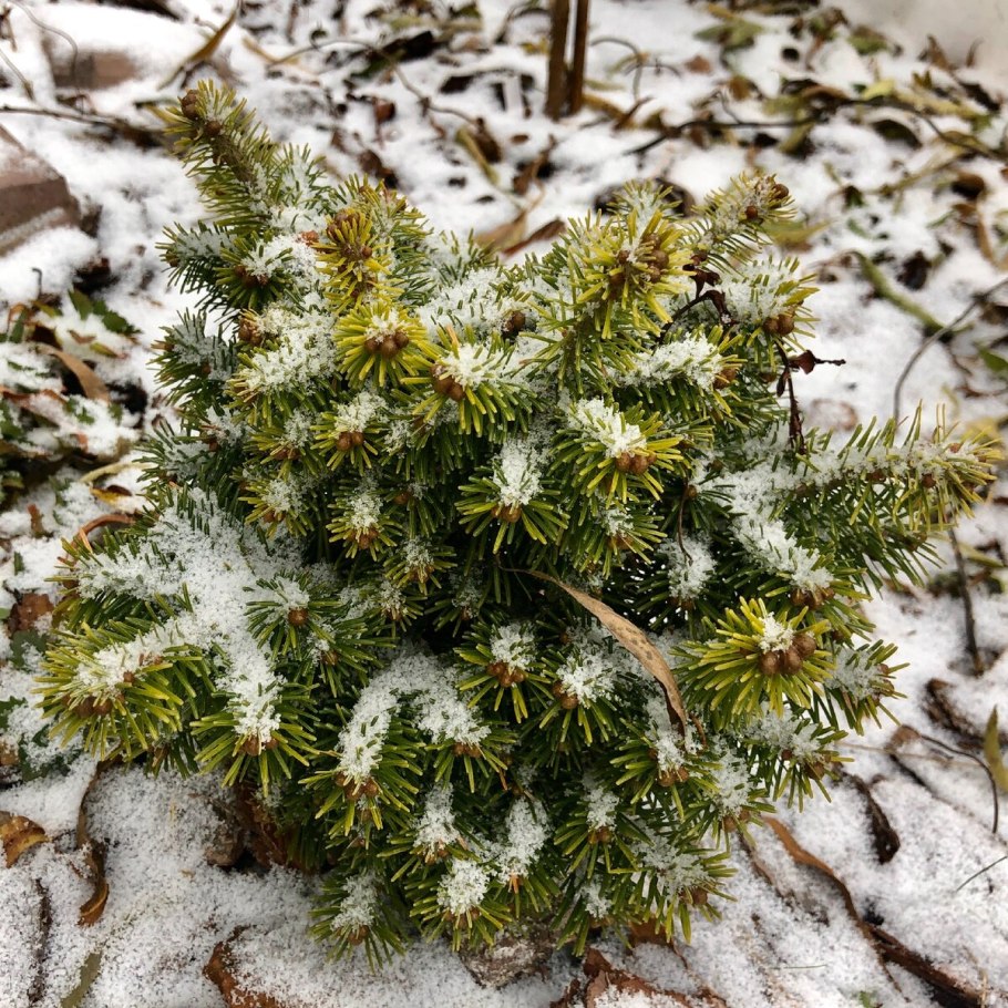 Ель Аянская (Picea jezoensis)