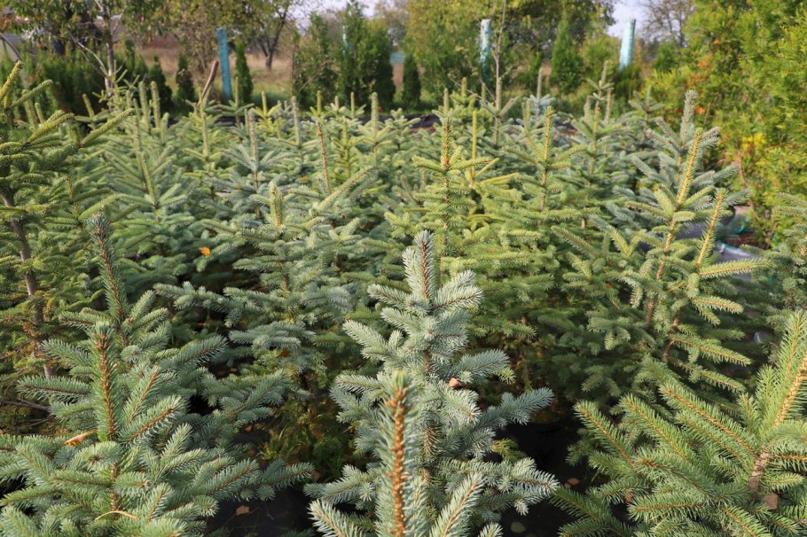 Композиции с пихтой Сахалинской