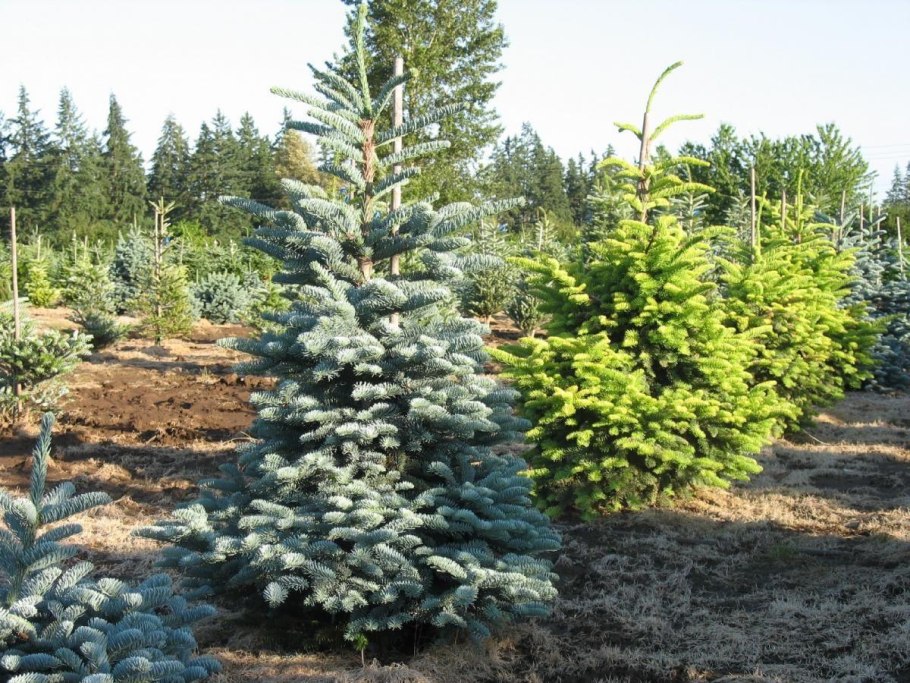 Пихта корейская ’сильберлоке’