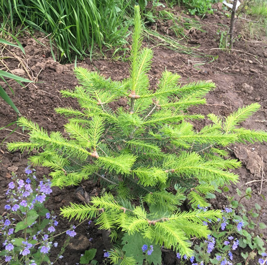 Пихта holophylla