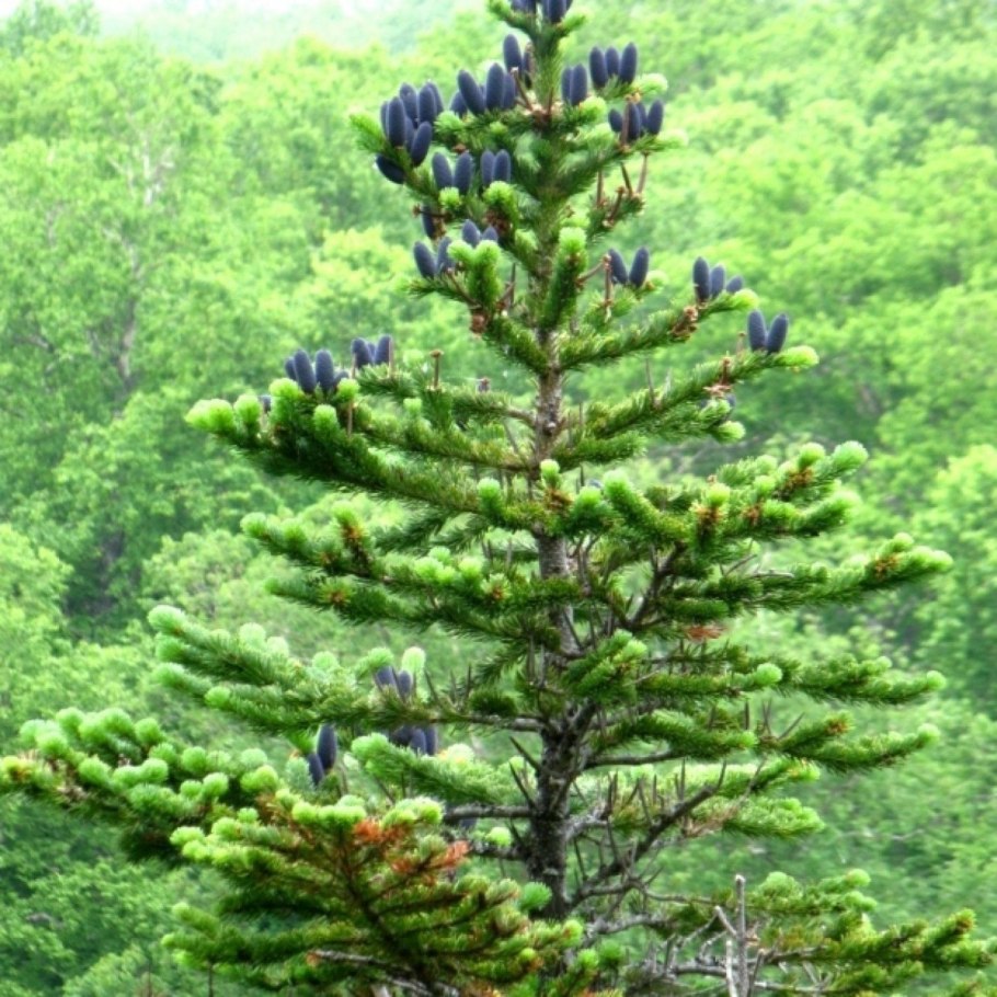 Роща пихты грациозной на камчатке