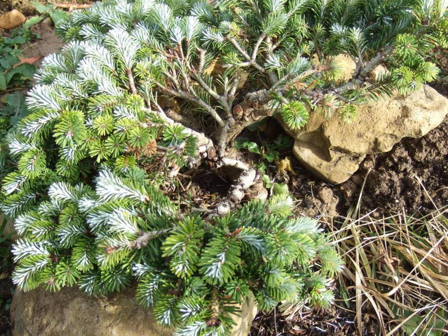 Пихта румбурк