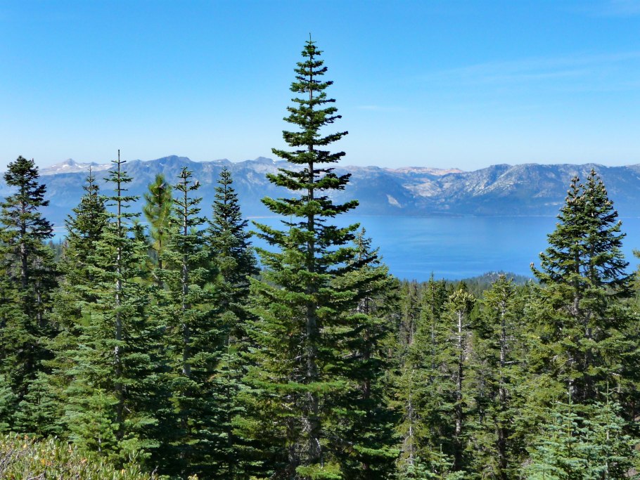 Алтайский заповедник пихта