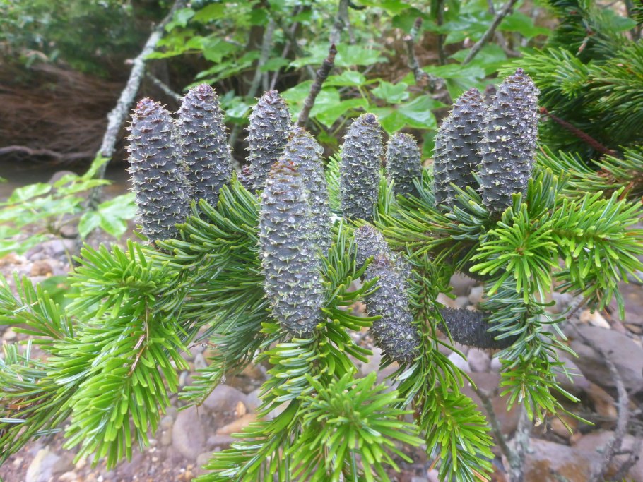 Пихта белокорая