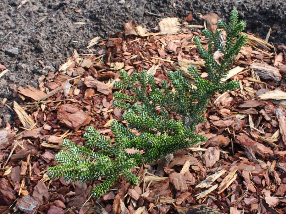 Бальзамическая пихта Северной Америки