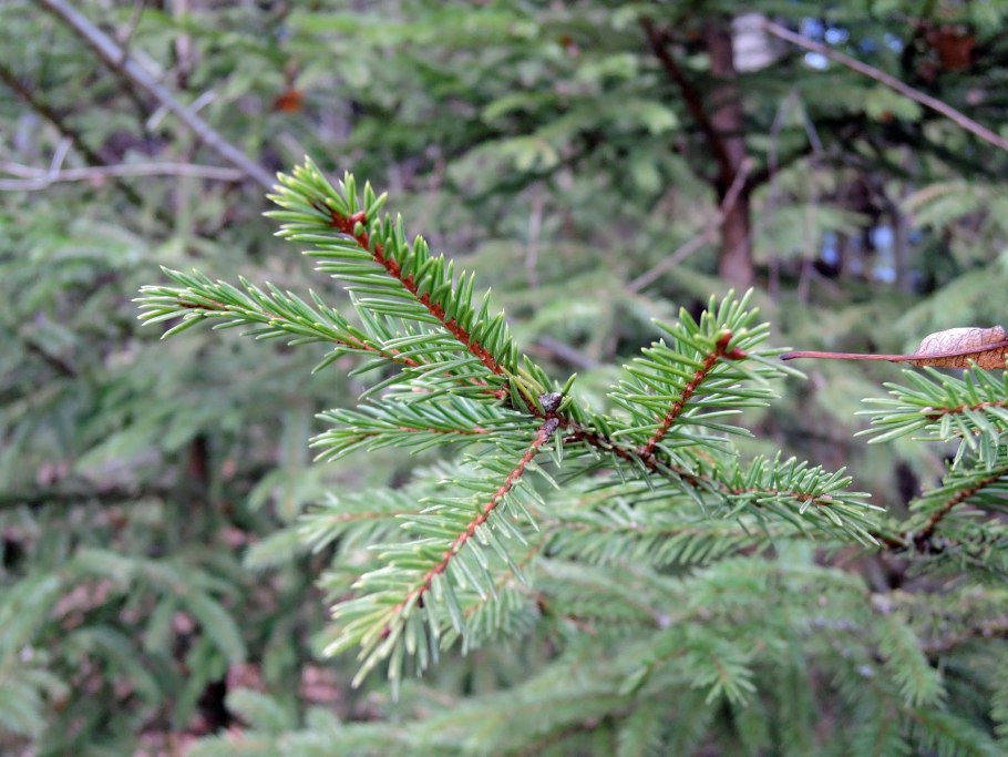 Семена пихты