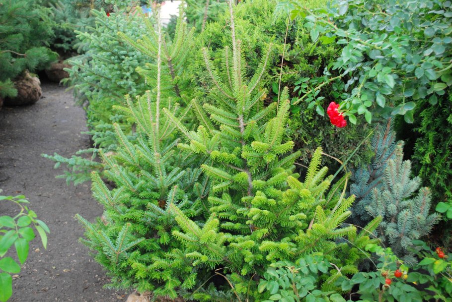 Пихта Нумидийская