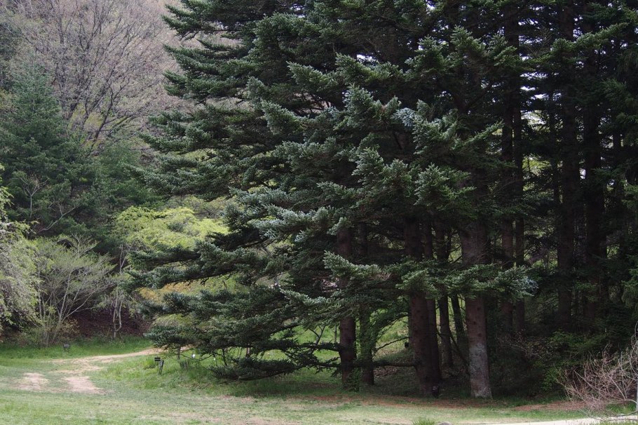 Пихта равночешуйчатая (Abies homolepis)