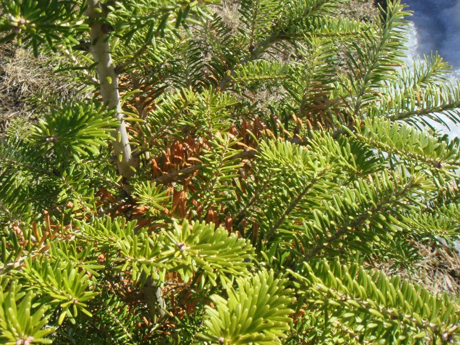 Abies Mariesii