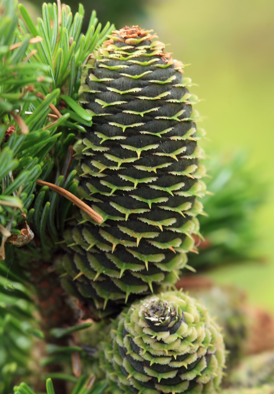Пихта Сахалинская Abies sachalinensis