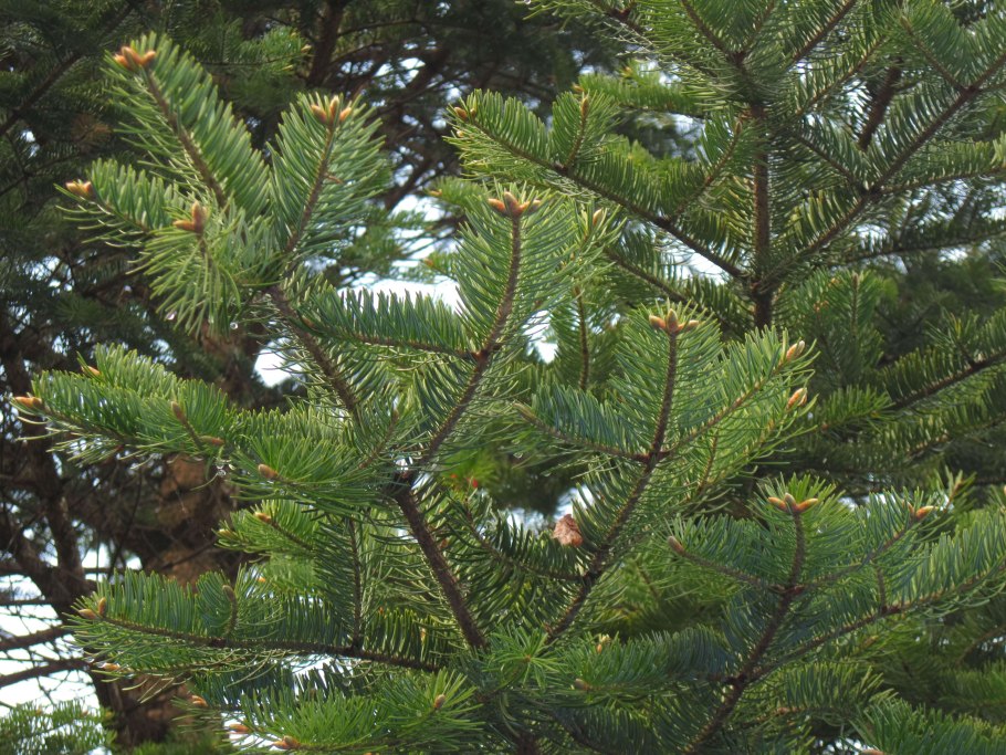 Пихта цельнолистная