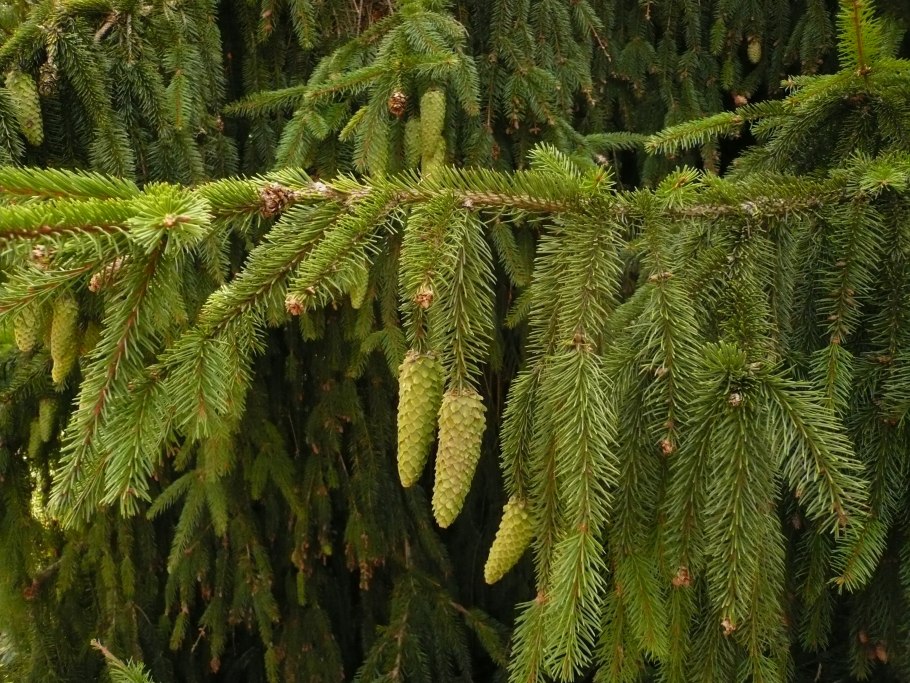 Пихта одноцветная Abies concolor