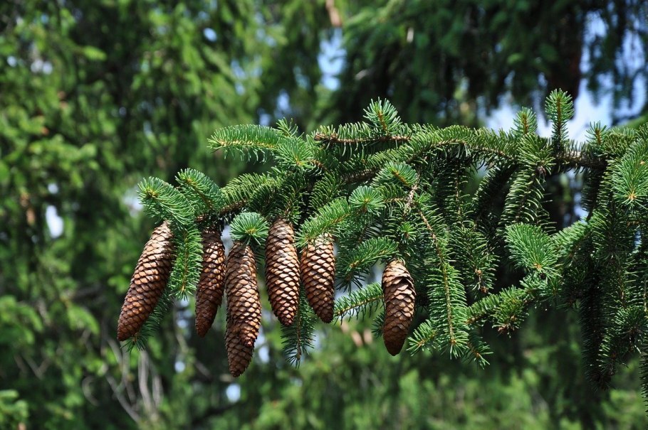 Пихта высокорослая Глаука