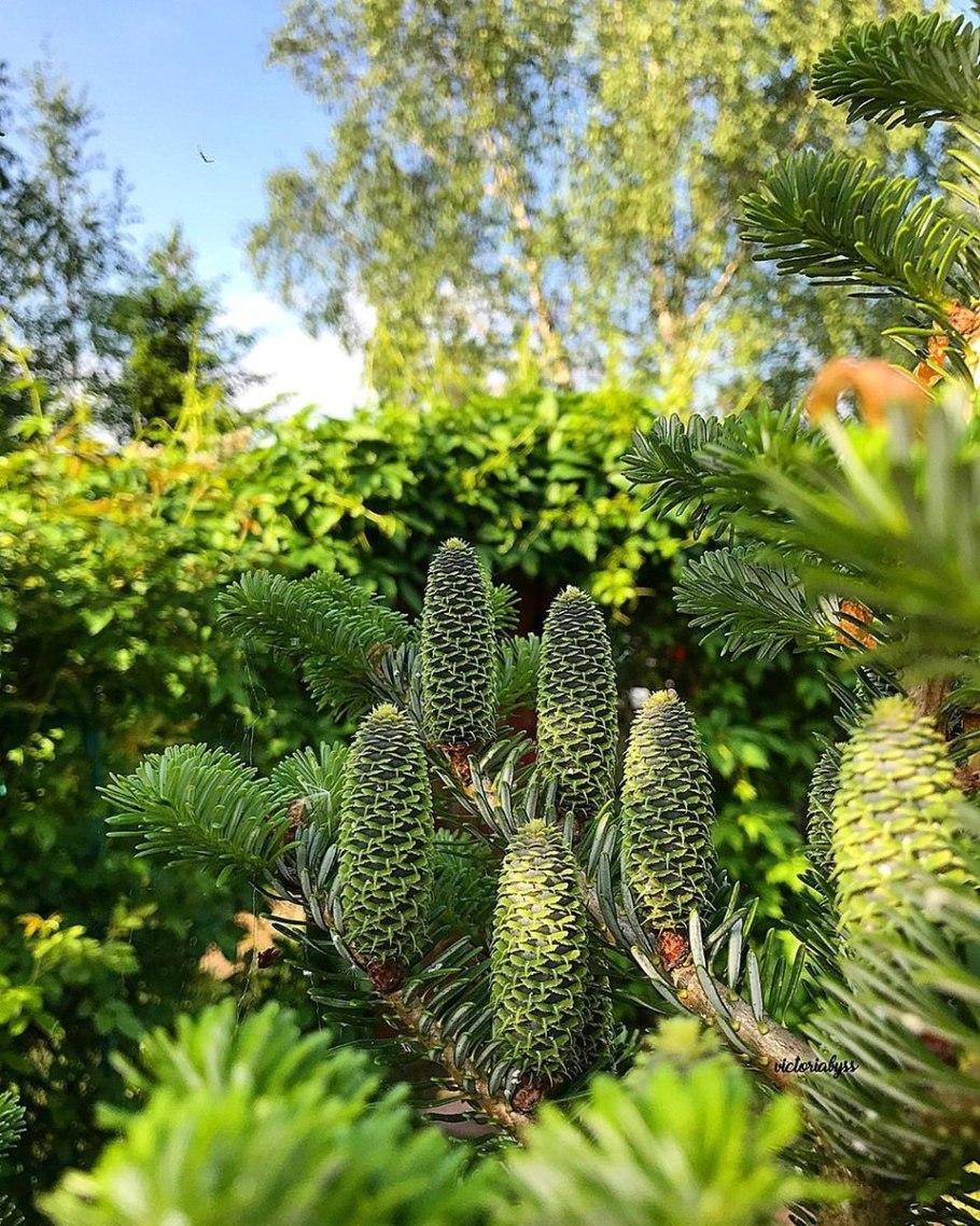 Сильберлок пихта корейская