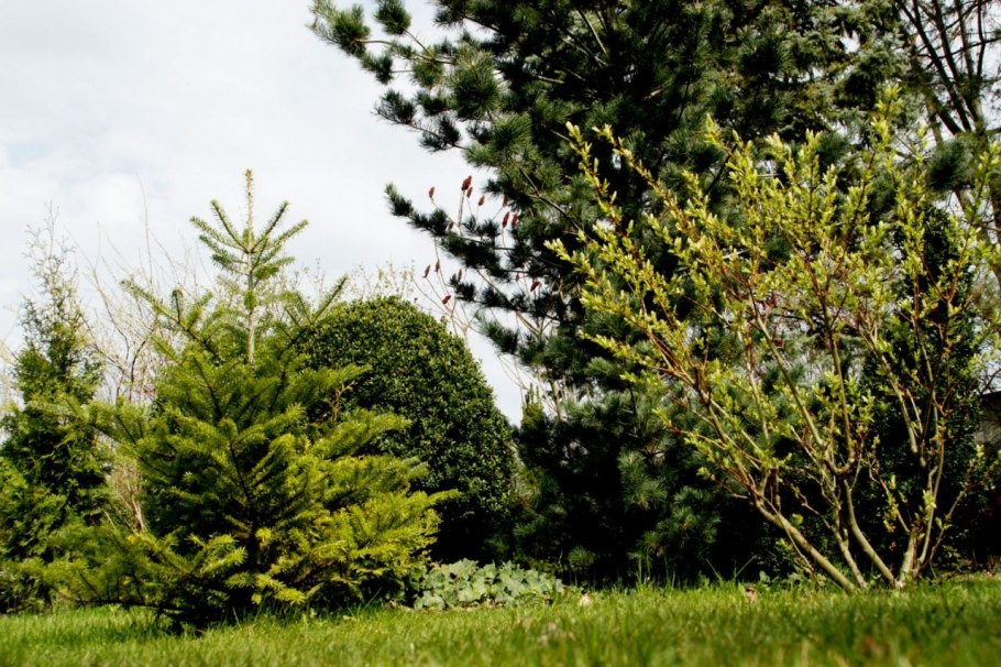 Пихта вечнозеленое хвойное дерево