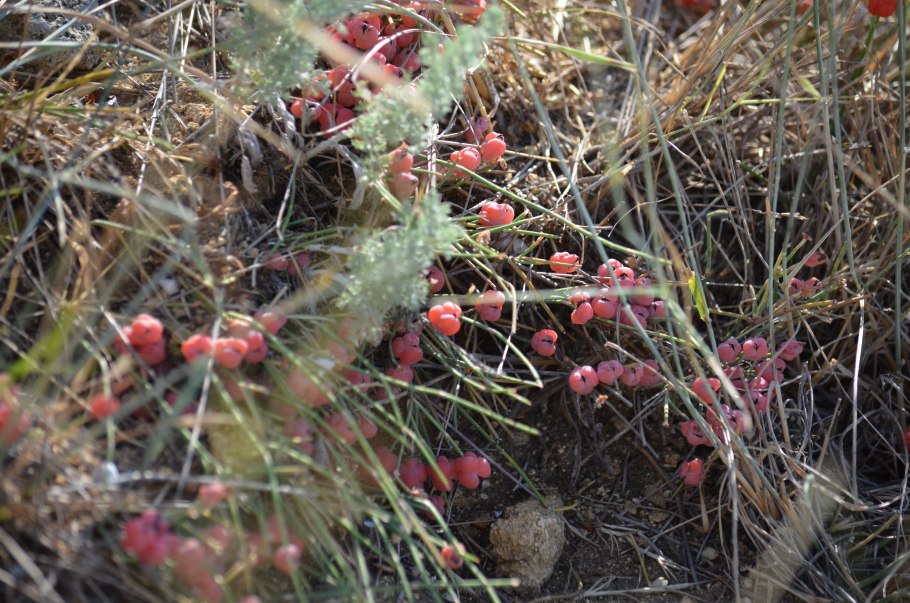 Шишкоягоды эфедры