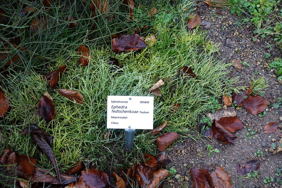 Хвойник Пржевальского