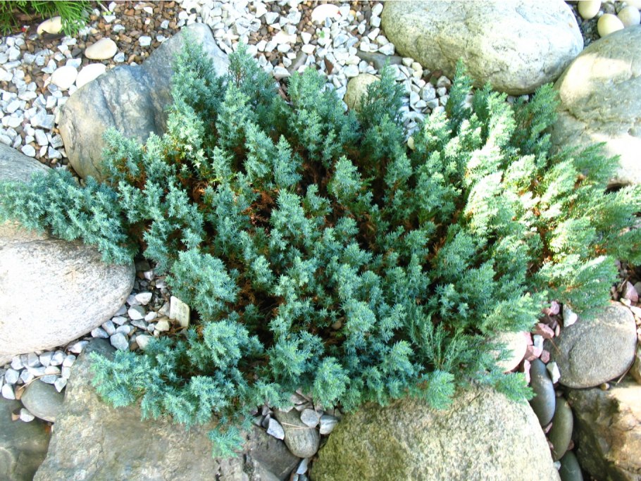 Эфедра хвощевидная Ephedra equisetina .эфедра хвощевидная Ephedra equisetina .