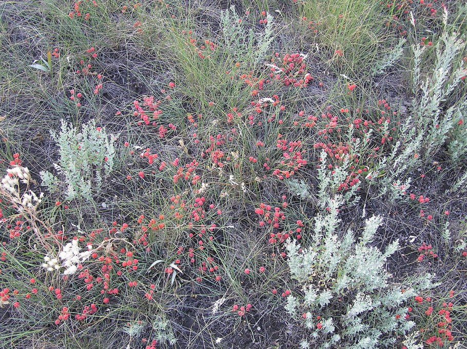 Ephedra foliata
