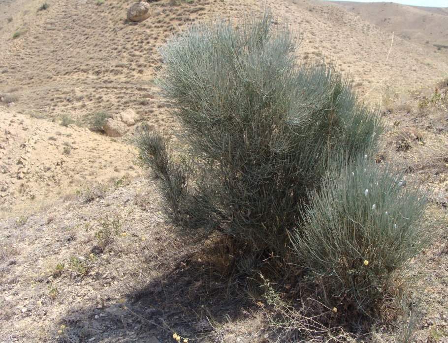 Ephedra equisetina