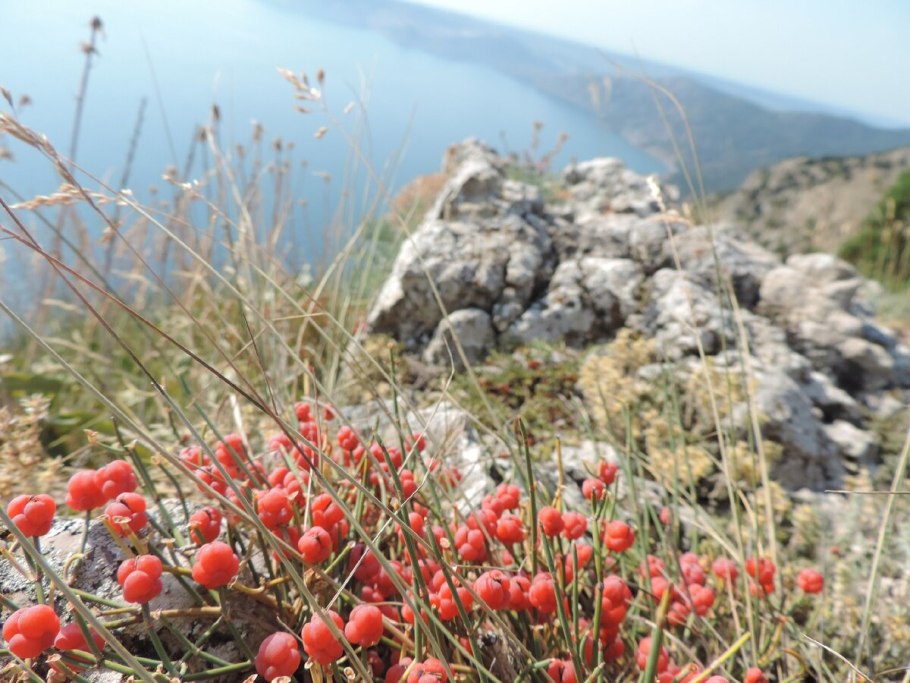 Ephedra Sinica Плантариум