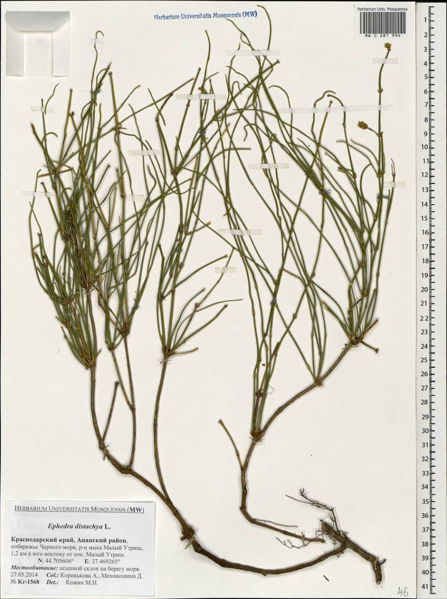 Эфедра двуколосковая