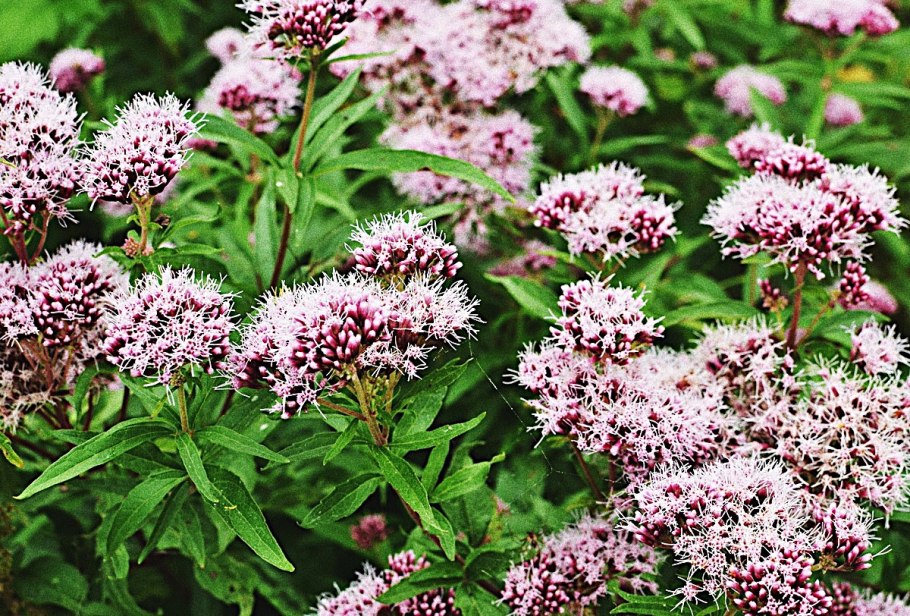 Валериана Аянская