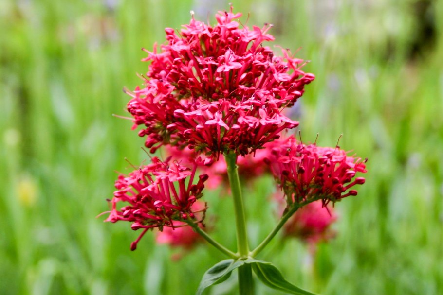 Пыльца валериановых (Valerianaceae)