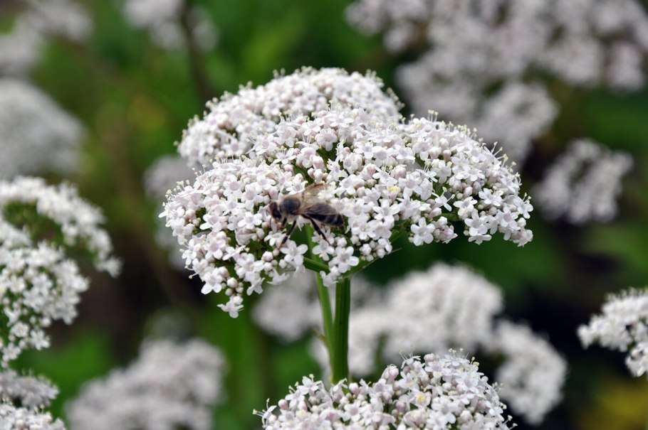 Трава валериана фон