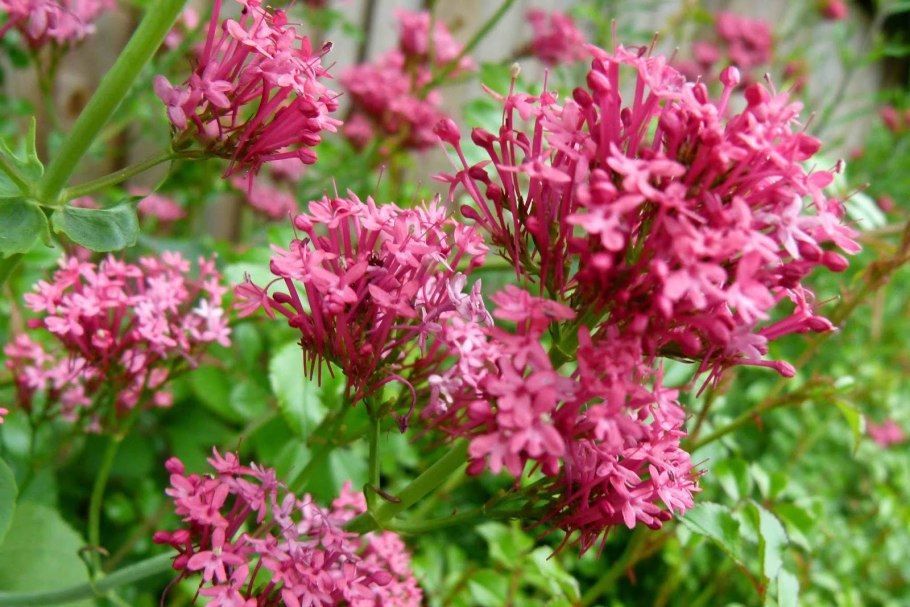 Nardostachys Jatamansi растение