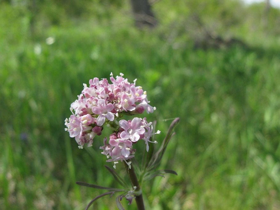 Валериана (Valeriána officinális)