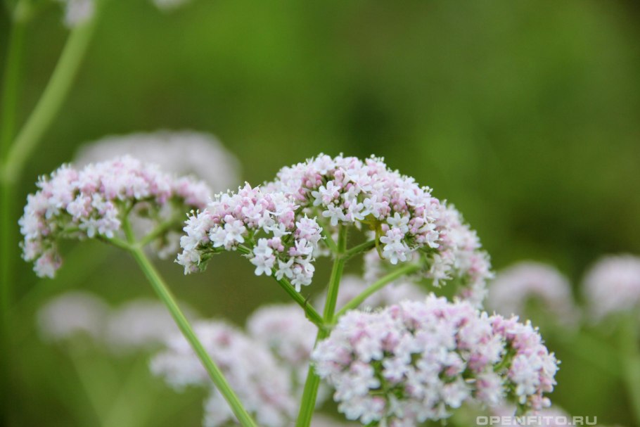 Валериана. (Valeriana officinalis)