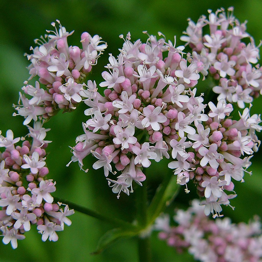 Валериана лекарственная / Valeriána officinális