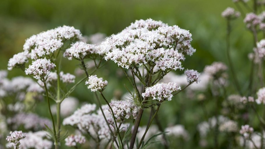 Вербена Луговая