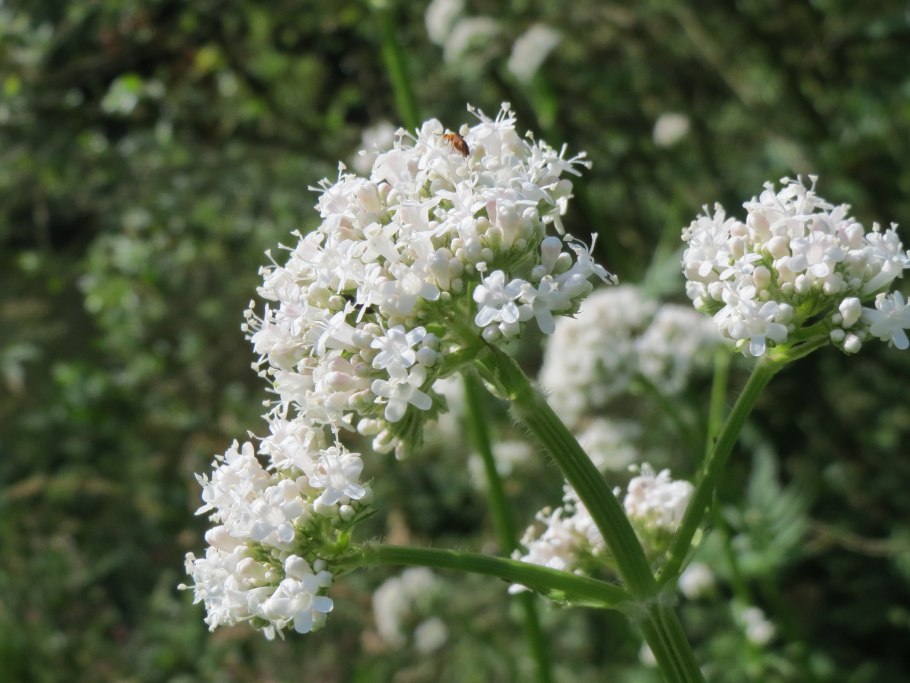Валериана волжская