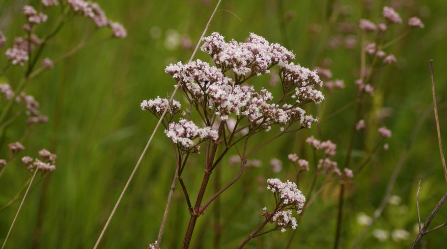 Валериана обыкновенная