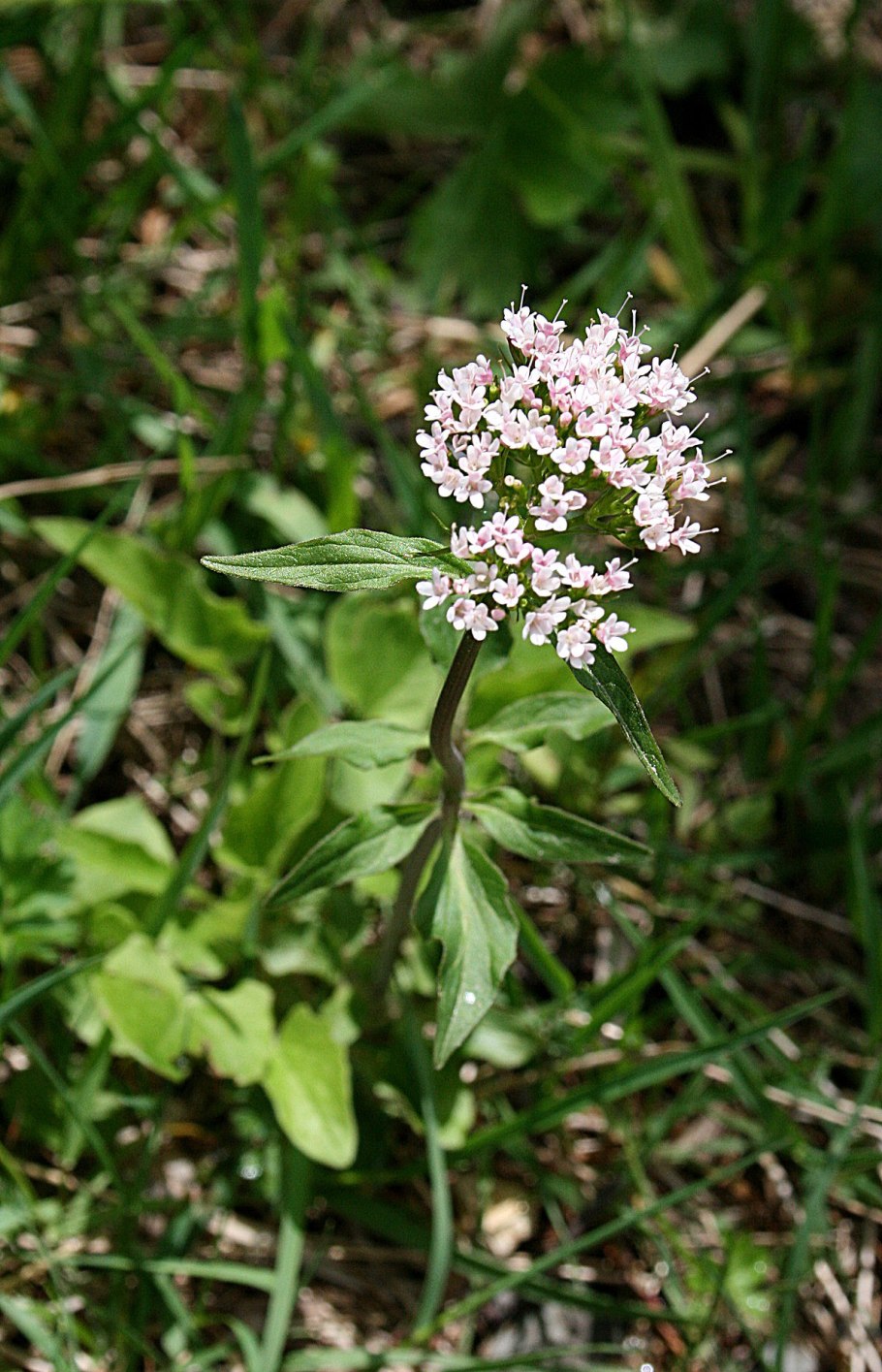 Валериана дикорастущая