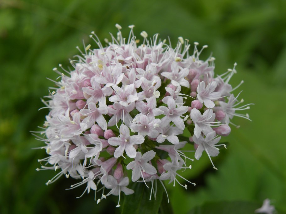 Valeriana officinalis семейство