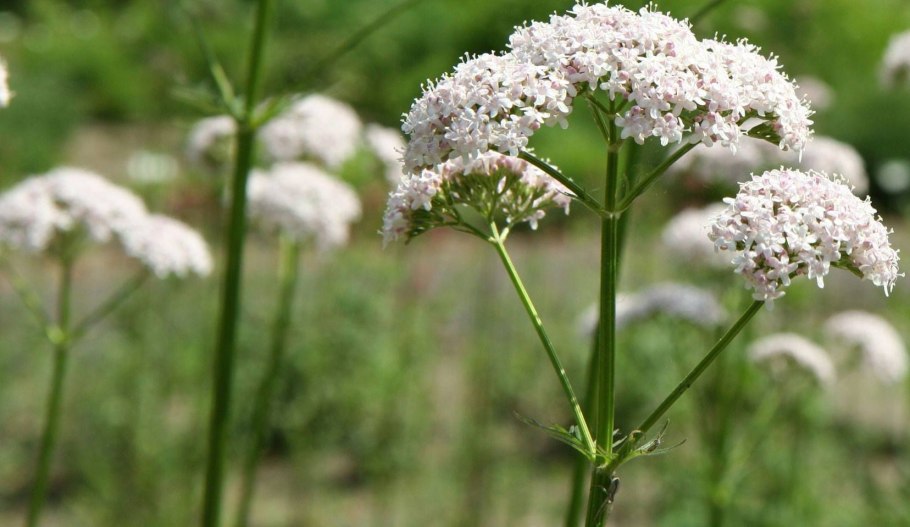 Валериана лекарственная травы