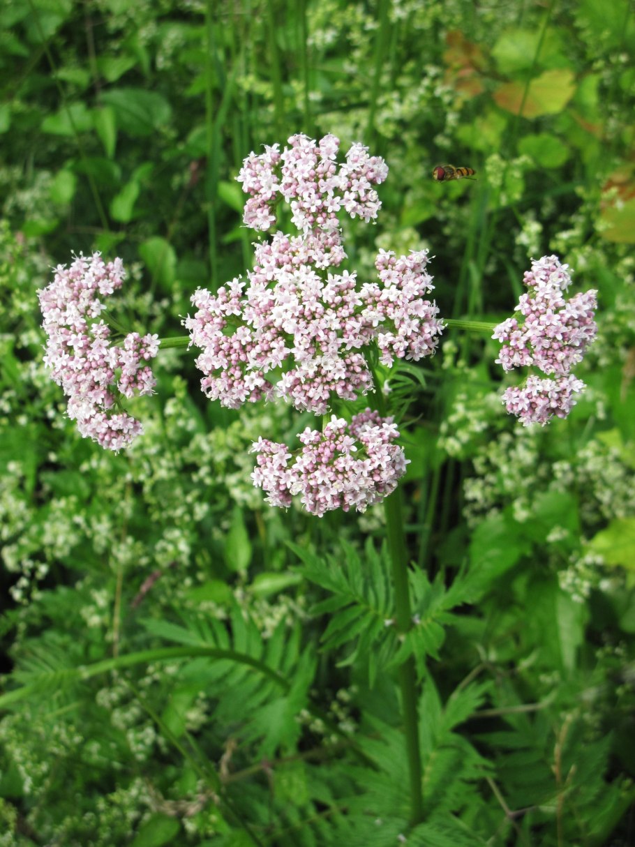 Валериана лекарственная / Valeriána officinális