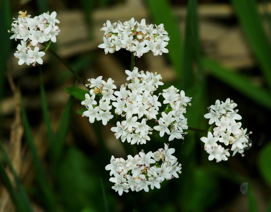 Valeriana simplicifolia
