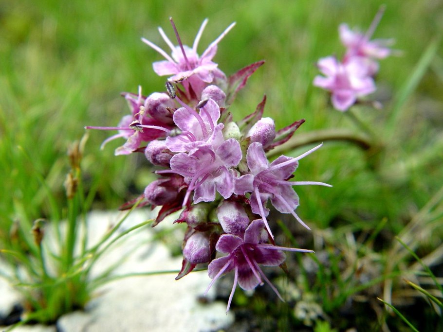 Валериана Горная