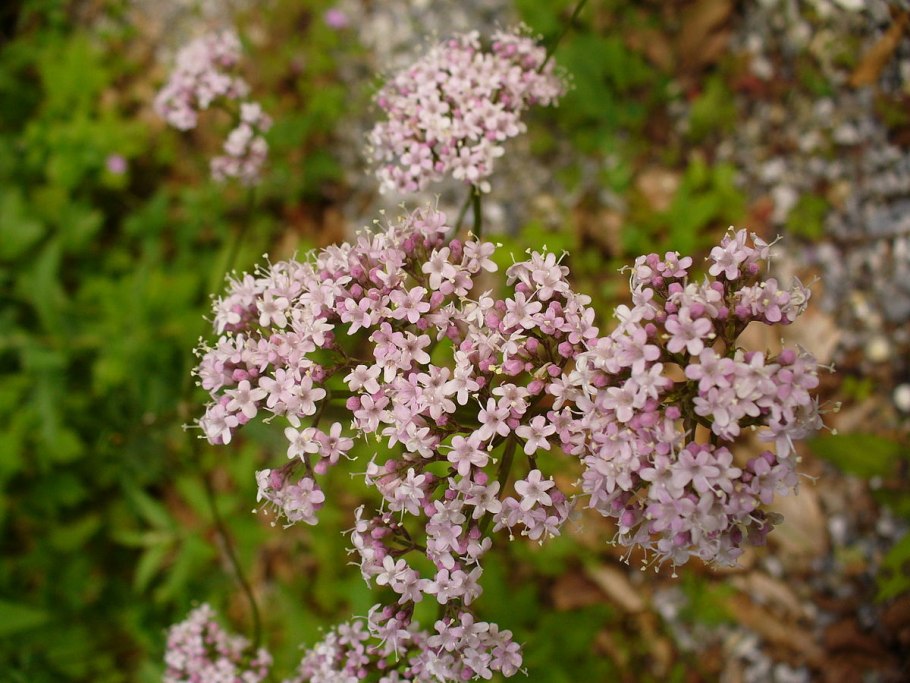 Валериана двудомная