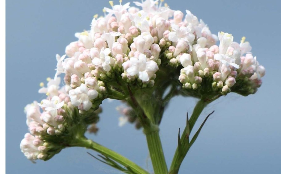 Валериана клубненосная (Valeriana tuberosa l.)