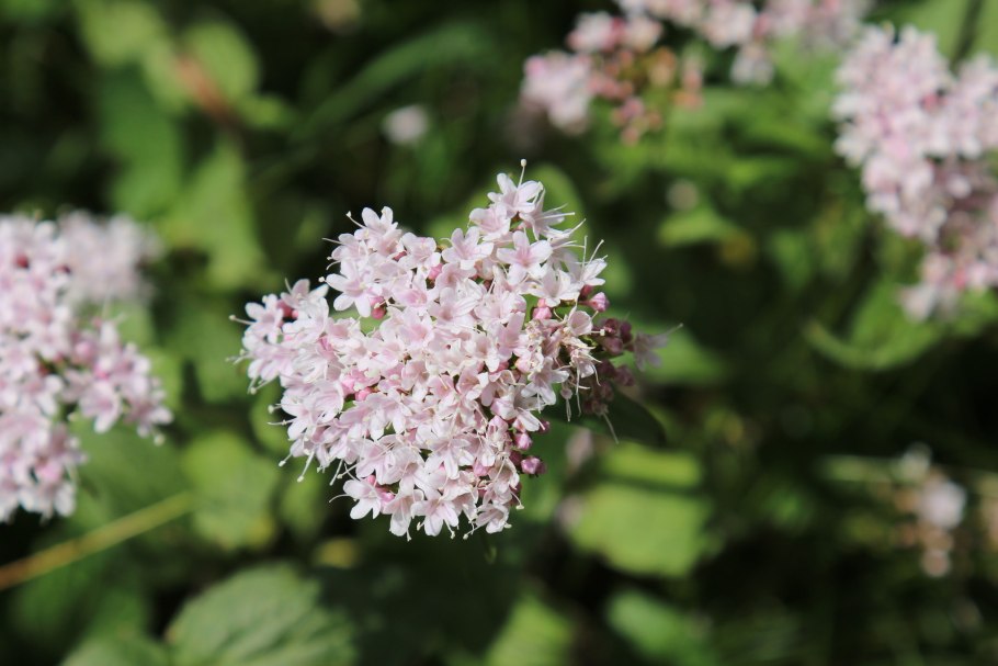 Валериана обыкновенная