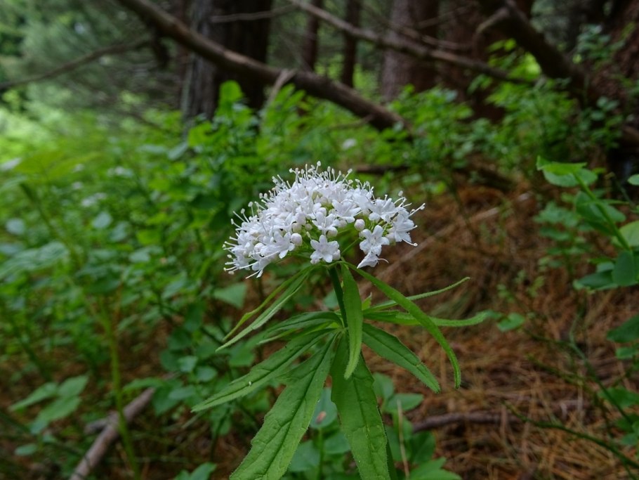 Валериана Светлова (Валерьяна Ивченко)