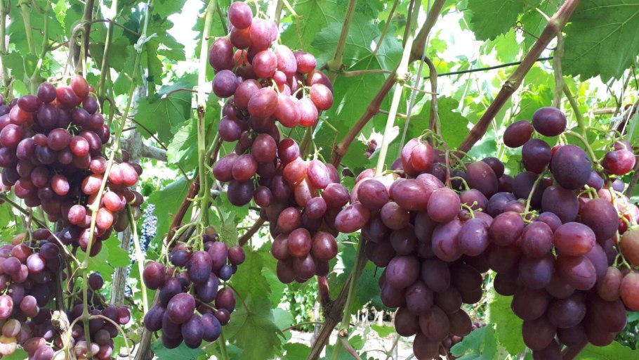 Валериана головчатая