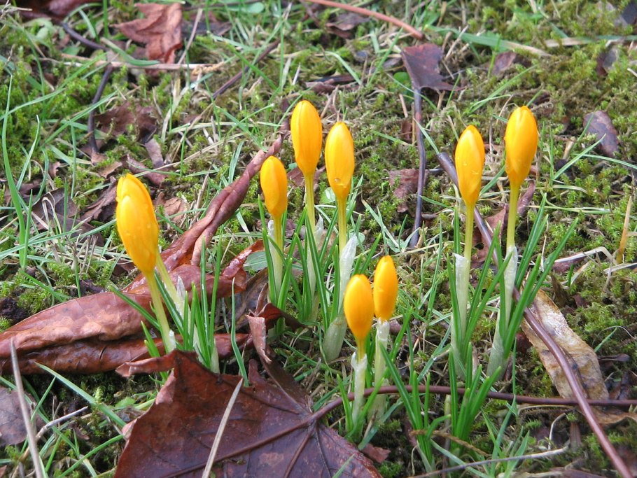 Crocus Etruscus Zwanenburg