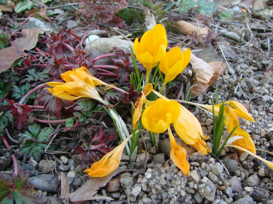Crocus ancyrensis